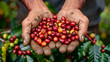 Agricultural hands showing harvested coffee berries, generative ai