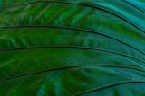 Fototapeta Dmuchawce - fresh green leaves with beautiful patterns