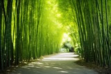 Fototapeta Dziecięca - Asian Bamboo forest as a natural backdrop