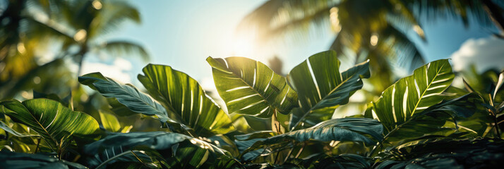 Poster - Sunlight filters through lush green leaves, offering a tranquil tropical atmosphere.