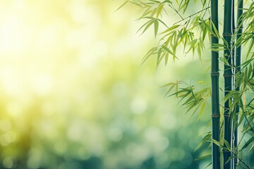 Wall Mural - Bamboo forest with growing border design over sunny background closeup Japanese garden Zen spa concept Text space