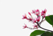 Red plumeria frangipani flowers