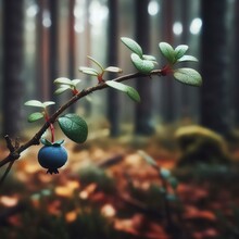 Blue Berries On Tree In Forest | High Resolution Image Of 300 DPI