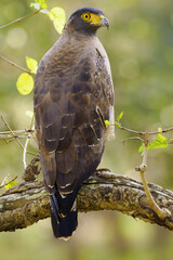 Wall Mural - The crested serpent eagle (Spilornis cheela) sitting on a branch with a green background. A typical bird of prey of the Indian subcontinent.