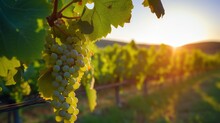 Close-up Of A Bunch Of White Grapes Between Grape Leaves In A Vineyard At Sunset. Autumn Harvest, Winery Concept. Copy Space.