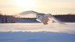 Polar owl hunting in winter among the snows