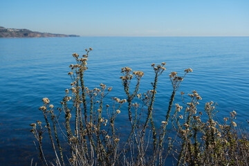 Wall Mural - Breathtaking scenic and landscape view of coastline of Rancho Palos Verdes with vegetation and cliffs and beautiful bays overlooking ocean and coast in California on sunny blue sky day