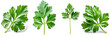 Parsley leaves set on white background. Fresh greens isolated