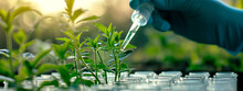 Laboratory Plants Scientific Research. Selective Focus.