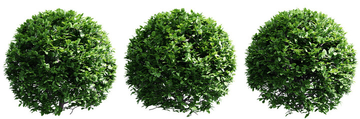 Wall Mural - Buxus sempervirens round bush isolate transparent background.3d rendering PNG
