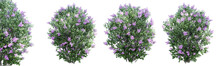  Lilac Flowering Isolate Transparent Background.3d Rendering PNG