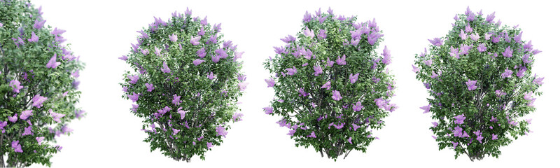 Poster -  Lilac flowering isolate transparent background.3d rendering PNG