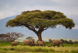 Fototapeta Sawanna - Stado słoni w Parku Narodowym Amboseli Kenia