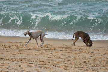 Wall Mural - Two dogs, a greyhound and a Weimaraner play and have fun on the Vao beach, Vigo, Pontevedra, Galicia, Spain