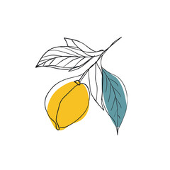 Wall Mural - Simple line drawing illustration of a lemon on a tree branch