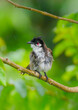 Red Whiskered Bulbul bird with wet plumage perching in natural environment in rainy weather 