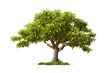 Mango Tree Isolated on Transparent Background