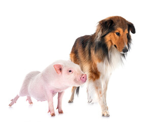 Sticker - Shetland Sheepdog and pig in studio