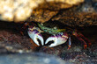 © Lisa Oehlert - Purple rock crab New Zealand