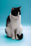 Fototapeta  - Smutny grzeczny czarno-biały kot siedzi z podwiniętym ogonem, niebieskie tło 
