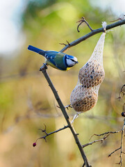 Poster - Eurasian Blue Tit near the feeder located in the forest