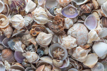 Wall Mural - beautiful Mediterranean seashells as background 5