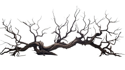 branch of dead tree with clipping path isolated on white background.