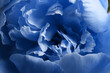 Beautiful blue peony as background, closeup view