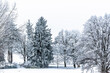 Snowy deciduous trees and conifers in winter.