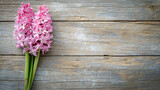 Fototapeta Lawenda - Pink blooming hyacinth