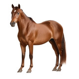 Fototapeta Konie - Beautiful brown horse isolated on white