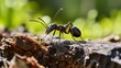 Black garden ant activity. Also known as the common black ant.