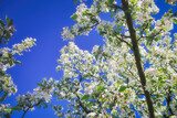 Fototapeta Kwiaty - Blossoming Apple Tree in Spring  - Springtime - Background - Blossom - Beautiful - Nature - Frühling