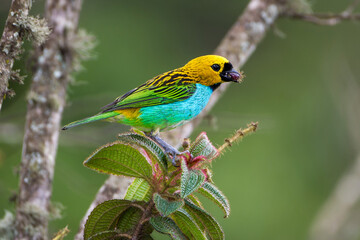 Wall Mural - Gilt-edged tanager (tangara cyanoventris)