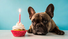 Adorable French Bulldog With Birthday Cupcake With Lit Candle, Dog Photo In Studio, Birthday Celebration, Pastel Background.