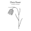 Chess flower, or snakes head fritillary (Fritillaria meleagris), edible and medicinal plant