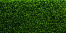 Green Grass Background.Nature's Embrace. Grass Wall Elegance