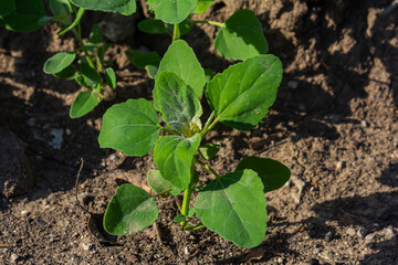 chenopodium album, edible plant, common names include lamb's quarters, melde, goosefoot, white goose