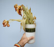A male hand holds a designer vase with wilting tulips against a warm, blue background, showcasing a blend of elegance and decay.