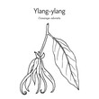 Ylang-ylang, or cananga tree (Cananga odorata), medicinal plant