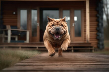 Happy Excited Dog Sharpei Running In The Yard Of The House During The Day. Copy Space. World Run Day