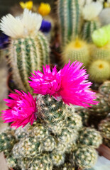 Wall Mural - Beautiful blooming cacti in a flower shop