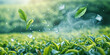Fresh green tea leaves glisten with dew against a backdrop of a misty, sunlit tea plantation.	
