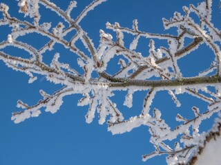 Canvas Print - Winter landscape with snow-covered trees and plants