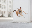 Belgian Malinois Shepherd Performing Wall Vault Trick - Dog Training Concept