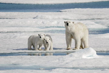 Wall Mural - Polar bear mother with two cubs on ice