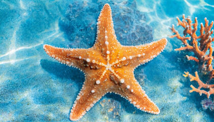 Starfish in blue ocean water and coral. Marine life. Vacation and relaxation.