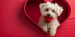 Cute white dog holding rose in red hear frame
