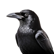 Black Crow, White Background