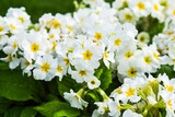 Fototapeta  - Primula vulgaris in the garden on a beautiful sunny day, selective focus on the flower.